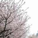 경춘선숲길공원 | 공릉동 철길공원 경춘선숲길 벚꽃구경 후기 | 비 오기 전에 벚꽃 눈에 담아왔어요🌸