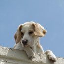 뚱강아지 이미지