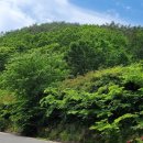 장안사손칼국수 이미지