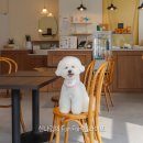 선데이투세러데이 | 다산애견동반카페 선데이투세러데이 브런치카페 Sunday to Saturday