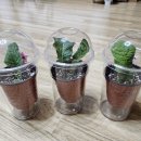 스키푸