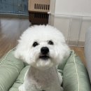 아지트 포 독 이미지