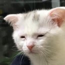 카프리짐 이미지