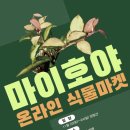 호야마켓