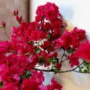 아젤리아 이미지