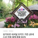 싱가포르 부모님과 가볼만한 곳 싱가포르 보타닉 가든 후기 (feat. 내셔널 오키드 가든)