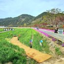 2025 회룡포 봄꽃축제 이미지