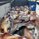 [6명, 세 자릿수 폭격] 6월 12일 뉴아일랜드호 – 참돔이 항복한 날 이미지