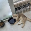 골든캣 골드브숏 골드먼치킨 평택전문점 이미지