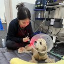 윤은채 재활 한방 동물병원 이미지