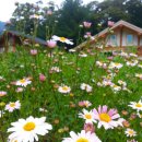 로그캐빈다래 이미지