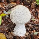 안녕하세요 ! 즐거운 추석날입니다 노래 이미지