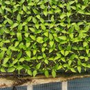 일토농장 이미지