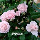 알케미스트 이미지