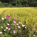 튼튼영어 마스터클럽 이미지