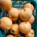 김장철 파지배/ 가정용배/특품 배 판매합니다 이미지