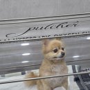 백암동물병원 이미지