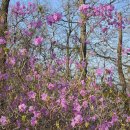 동대2리 마을회관 | [강화도] 2026 강화 고려산 진달래 군락지 | 진달래축제 방문후기🌺