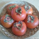 [송백리농원 홍시] 제철맞은 달콤한 경산홍시, 홍시가 생각날 땐.. 송백리 홍시를 찾아주세요~