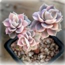 성미슈퍼 이미지