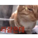 캣인큐브 네이버블로그