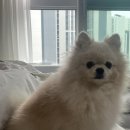 코코바리 | [군산 코코바리]군산 애견미용 코코바리, 포메라니안 가위컷, 가위컷 비용