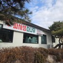 파사성 소나무 이미지