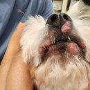 (주)한국미네사료 | 알러지성 피부염 고민 : 고단백사료 트라이프 급여 후기