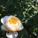 장미정원 이미지