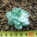 에스크린 이미지