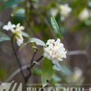 선흘리 백서향 및 변산일엽군락 이미지