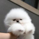 밀리언 로즈 가든 이미지