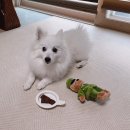 ABC동물병원 | 강아지 초콜릿 먹었을때 ABC초콜릿 먹음 후기