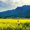 유채꽃향기처럼 이미지