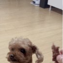 봉자쿠키 이미지