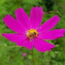 자미원농장 이미지