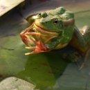 황금개구리 이미지