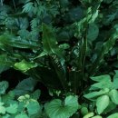 제주 삼도파초일엽 자생지 이미지