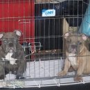 아메리칸 불리 하우스 이미지