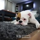 골든힐폼 이미지