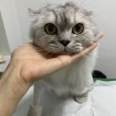 부산고양이미용&호텔 냥스타그램 이미지