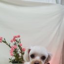 멍냥미장원 이미지