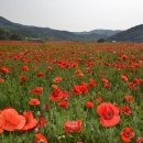 북천역 | [경남/축제]2026년 5월 하동북천 꽃양귀비 축제 일정 주차 맛집까지 한 번에 정리