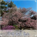 능수슈퍼 | 궁궐이야 말로 봄에 꽃을 보면 정말 이쁜 곳이에요 미리 보고 가요