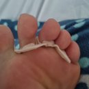 <b>코코</b>안 액티프<b>워킹</b>패드로 풋케어하고 땀흡수패드로 발 냄새 관리하는 법