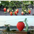 아름다운 한국 : 팔도식후경 "진주 딸기" 이미지