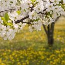 4월 25일 목요일 성 마르코 복음사가 축일(1베드5,5ㄴ-14) 이미지