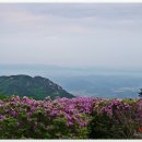 2013.05.17 합천 황매산 철죽/대원사 신청방 이미지