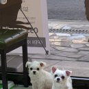 하늘이네 애견 미용 이미지