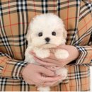 부산강아지분양 미유펫 이미지